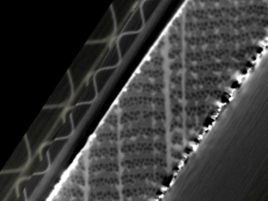 L’apport de la tomographie par imagerie X – partie 1 : datation du bois par examen dendrochronologique